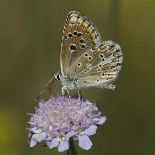 Aricia morronensis