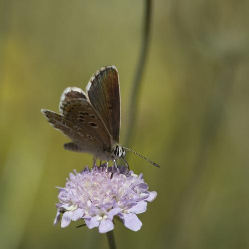 Aricia morronensis