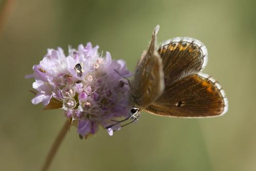 Aricia morronensis