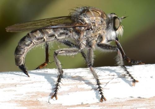 Machimus sp.