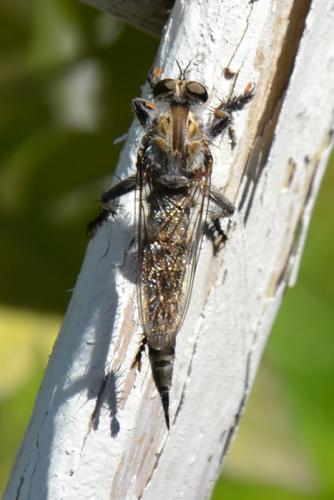 Machimus sp.