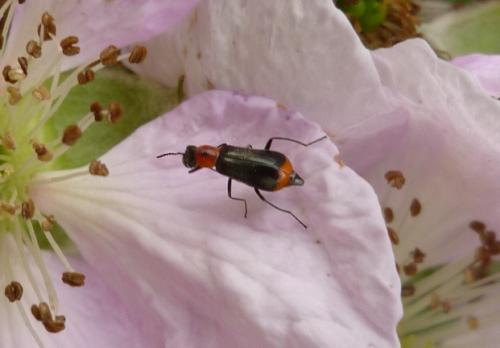 Réf. 89 115 : Attalus minimus