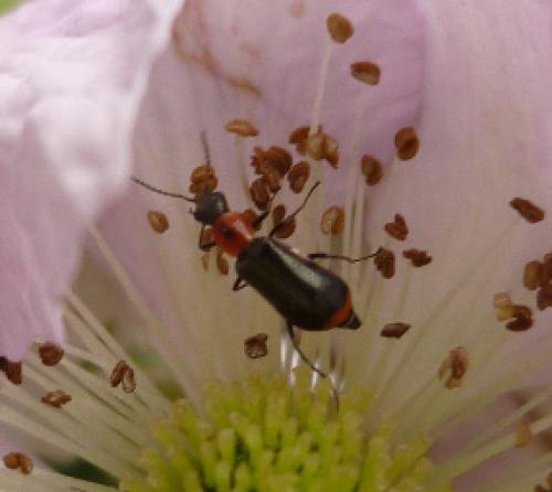 Réf. 89 116 : Attalus minimus