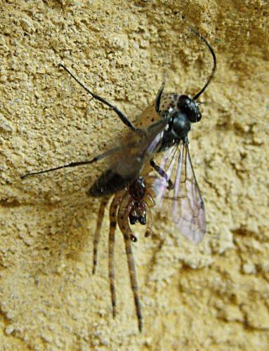 Auplopus carbonarius