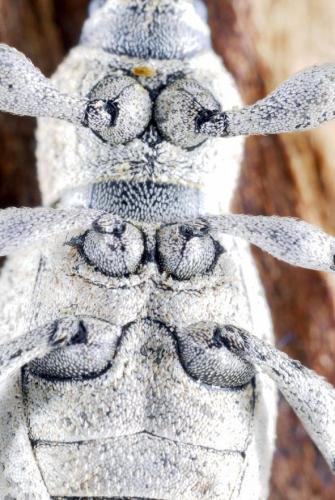 Geonemus flabellipes