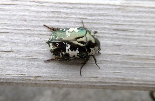 Protaetia aurichalcea