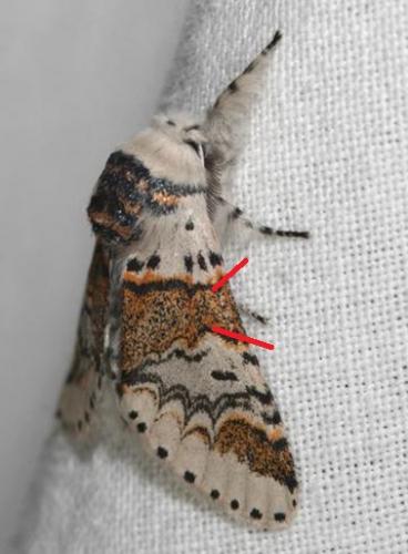 Furcula furcula