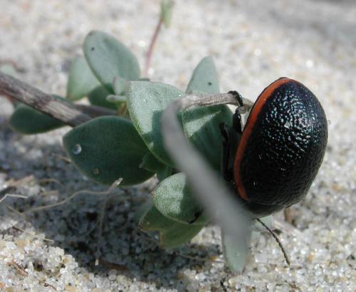 Réf. 89 772 : Chrysolina oceanoripensis