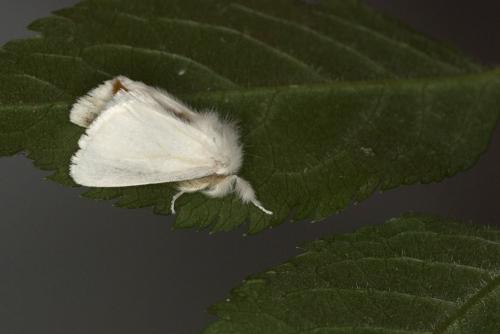 Réf. 89 022 : Euproctis chrysorrhoea