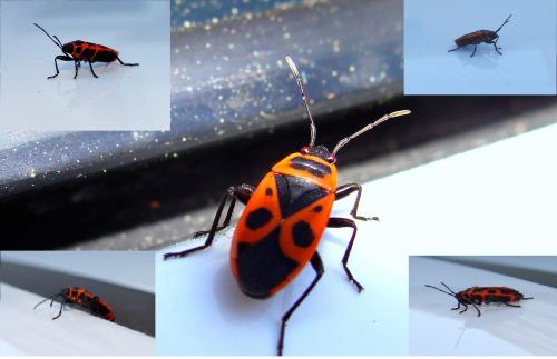 Réf. 89 501 : Pyrrhocoris apterus