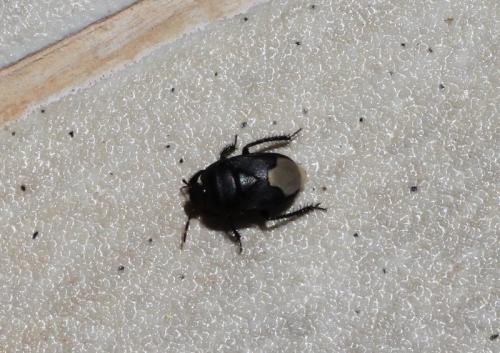 Cydnus aterrimus