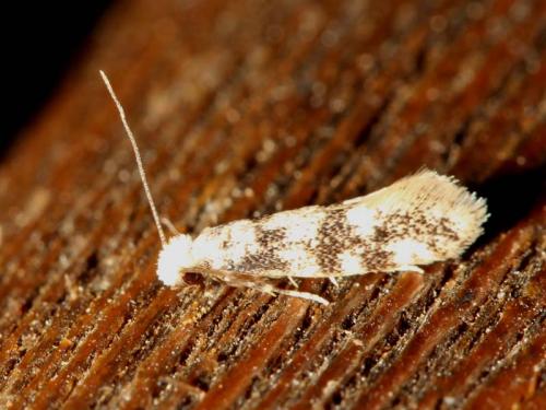 Infurcitinea sp.