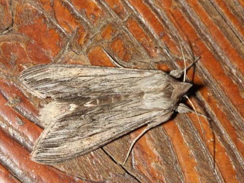 Réf. 89 856 : Cucullia sp.