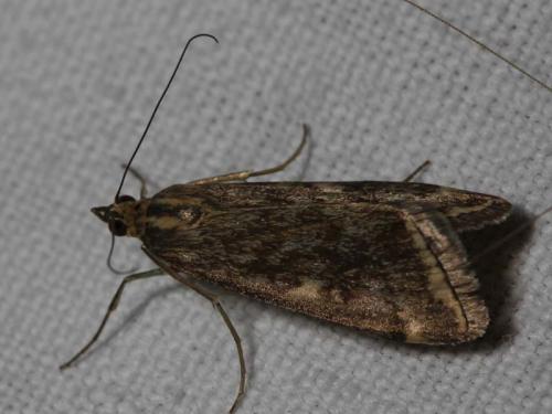 Loxostege sticticalis