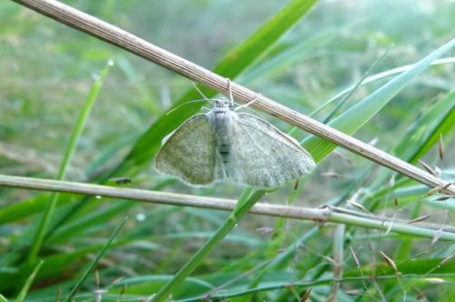Cabera exanthemata