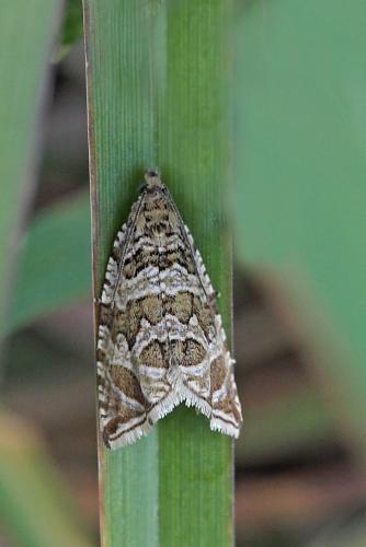 Celypha rivulana