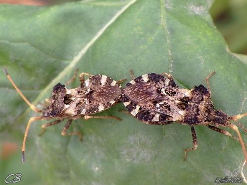 Réf. 89 012 : Centrocoris variegatus