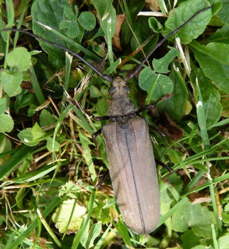 Réf. 89 173 : Aegosoma scabricorne