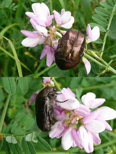 Réf. 89 232 : Potosia cuprea
