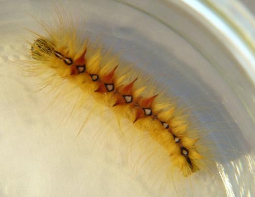 Réf. 89 635 : Acronicta aceris