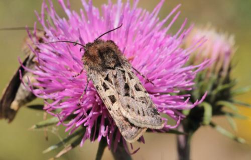 Réf. 89 632 : Chersotis multangula