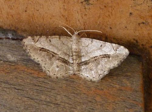 Réf. 89 843 : Chiasmia aestimaria