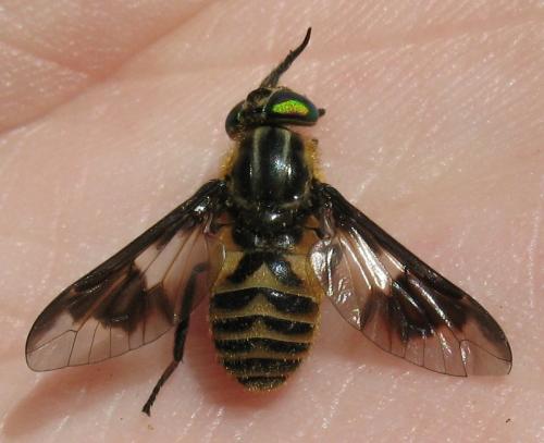 Réf. 89 009 : Chrysops divaricatus