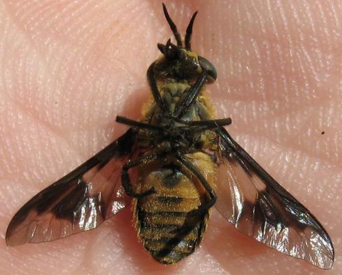 Chrysops divaricatus