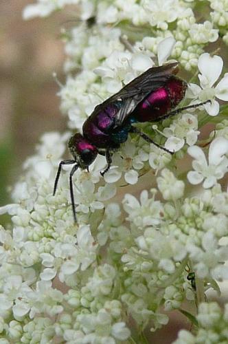 Holopyga sp.