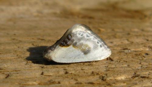 Réf. 89 150 : Cilix glaucata