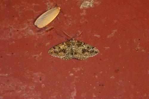Cleorodes lichenaria