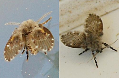 Clogmia albipunctata