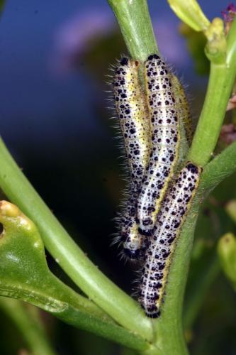 Pieris brassicae
