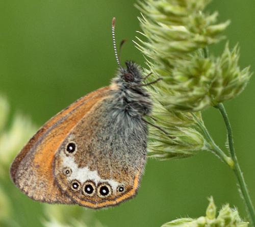 Réf. 89 071 : Coenonympha gardetta darwiniana