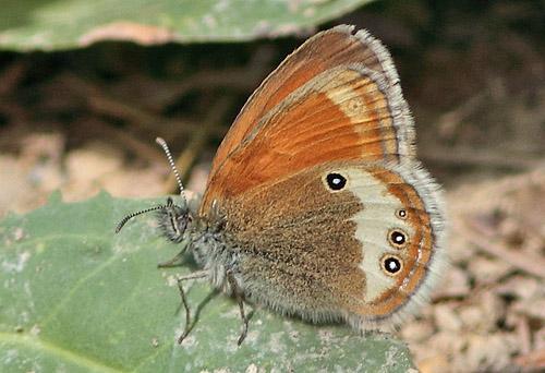 Réf. 89 074 : Coenonympha gardetta darwiniana