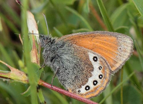 Réf. 89 069 : Coenonympha gardetta