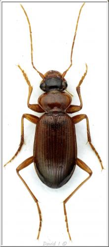 Leistus terminatus