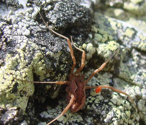 Réf. 89 569 : Mitopus morio