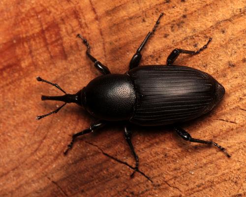 Réf. 89 673 : Sphenophorus piceus