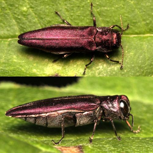 Réf. 89 674 : Agrilus sinuatus
