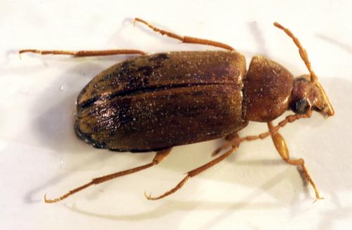 Réf. 89 544 : Isomira antennata