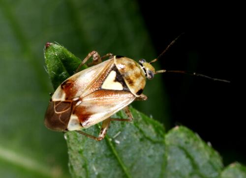 Lygus sp.