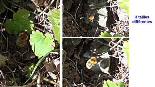 Bombus pascuorum