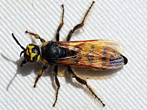 Colpa sexmaculata