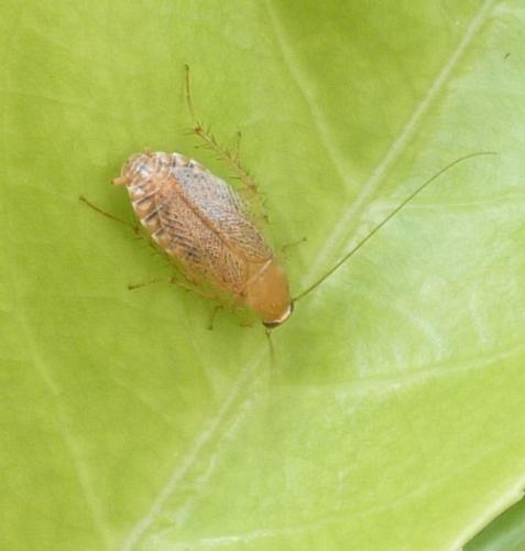 Planuncus vinzi