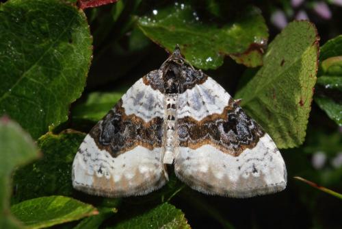 Réf. 89 461 : Cosmorhoe ocellata