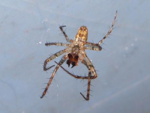 Réf. 89 447 : Metellina merianae