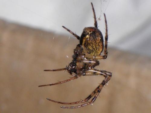 Réf. 89 446 : Metellina merianae