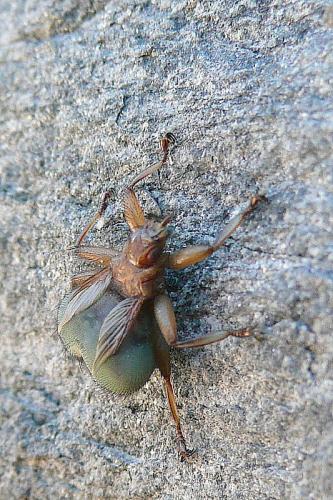 Crataerina pallida