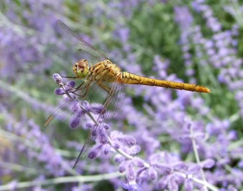 Sympetrum meridionale